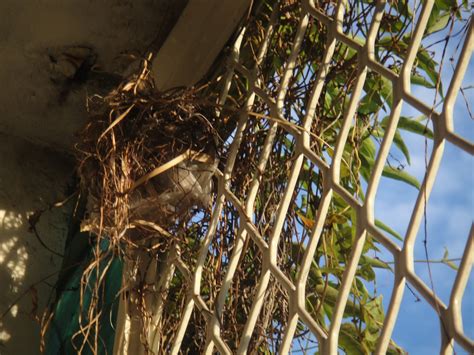 鳥築巢怎麼辦|鳥巢看鳥的個性…. 自從去年有白頭翁來我陽台樹上築。